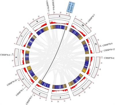 Characterization of HSP70 family in watermelon (Citrullus lanatus): identification, structure, evolution, and potential function in response to ABA, cold and drought stress